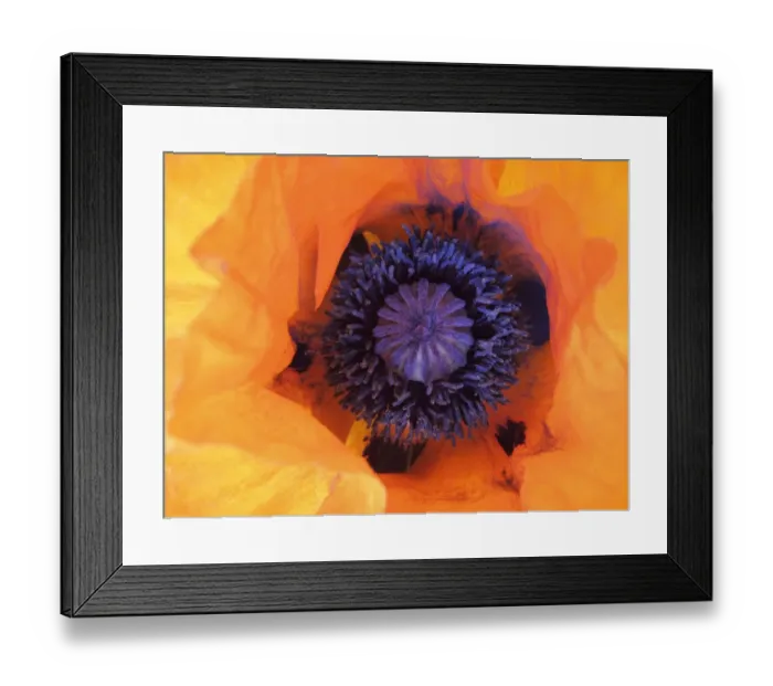 Framed Print : Poppy (Papaver), detail Framed Print : Poppy (Papaver), detail