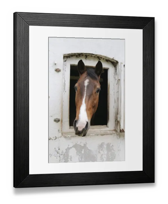 Framed Print : A horse looking out of its stable Framed Print : A horse looking out of its stable
