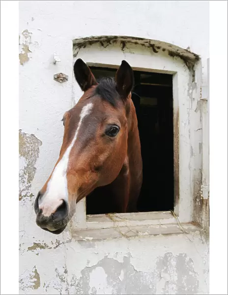 A horse looking out of its stable