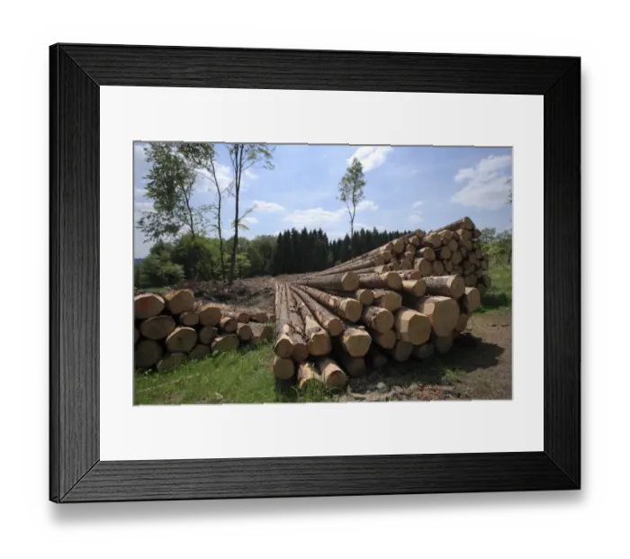 Framed Print : Timber harvesting, timber, spruces lying on the road, cleared area behind, Wipperfuerth, North Rhine-Westphalia, Germany, Europe Framed Print : Timber harvesting, timber, spruces lying on the road, cleared area behind, Wipperfuerth, North Rhine-Westphalia, Germany, Europe