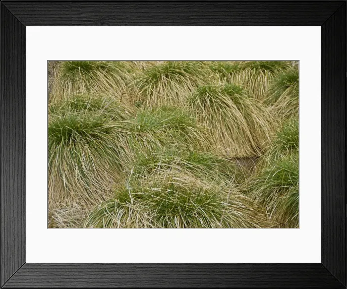 Framed Print : Tall Sedges (Carex) in a swamp, Hesse, Germany, Europe Framed Print : Tall Sedges (Carex) in a swamp, Hesse, Germany, Europe