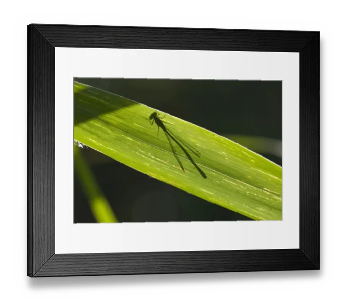 Framed Print : Shadow of a dragonfly Framed Print : Shadow of a dragonfly