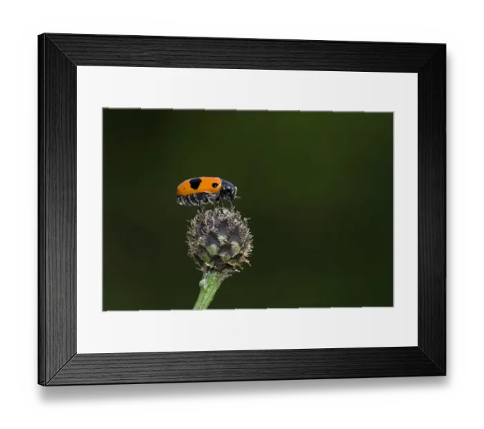Framed Print : Leaf beetle (Clytra 4-punktata), Enkheimer Ried, Hesse, Germany, Europe Framed Print : Leaf beetle (Clytra 4-punktata), Enkheimer Ried, Hesse, Germany, Europe