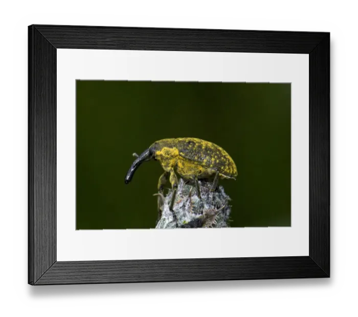 Framed Print : True weevil species, Larinus sturnus, Enkheimer Ried, Hesse, Germany, Europe Framed Print : True weevil species, Larinus sturnus, Enkheimer Ried, Hesse, Germany, Europe