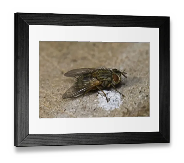Framed Print : Fly (Phaonia spec. ) on wood, Germany, Europe Framed Print : Fly (Phaonia spec. ) on wood, Germany, Europe