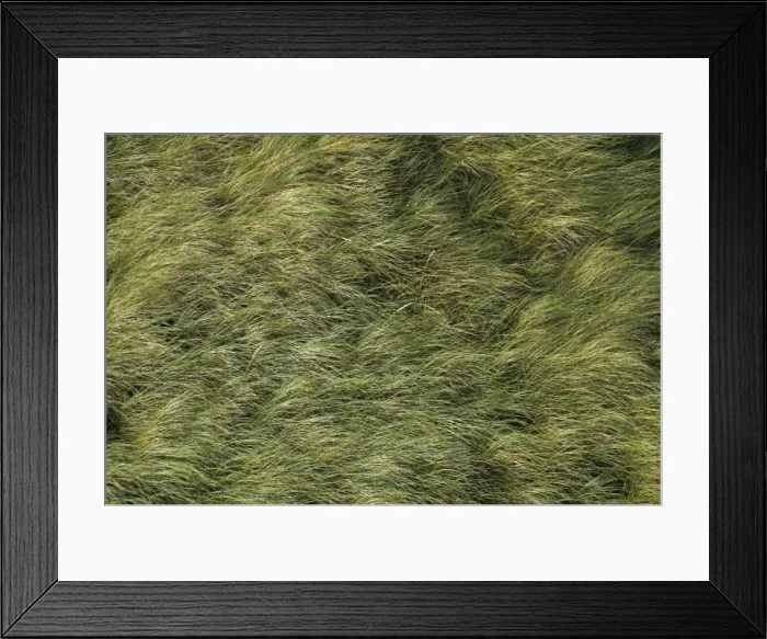 Framed Print : European marram grass, Beachgrass (Ammophila arenaria) in the wind, North Sea, Denmark, Europe Framed Print : European marram grass, Beachgrass (Ammophila arenaria) in the wind, North Sea, Denmark, Europe