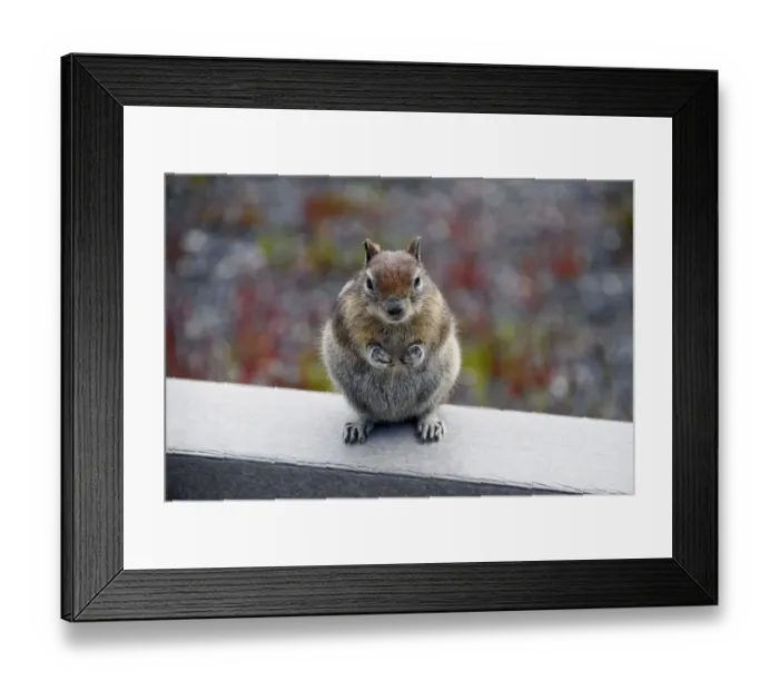 Framed Print : Golden-mantled ground squirrel (Spermophilus lateralis), Yellowstone National Park, Wyoming, USA Framed Print : Golden-mantled ground squirrel (Spermophilus lateralis), Yellowstone National Park, Wyoming, USA