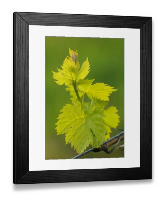 Framed Print : Vine shoots in spring Framed Print : Vine shoots in spring