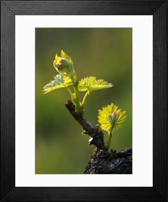 Framed Print : Vine shoots in spring Framed Print : Vine shoots in spring