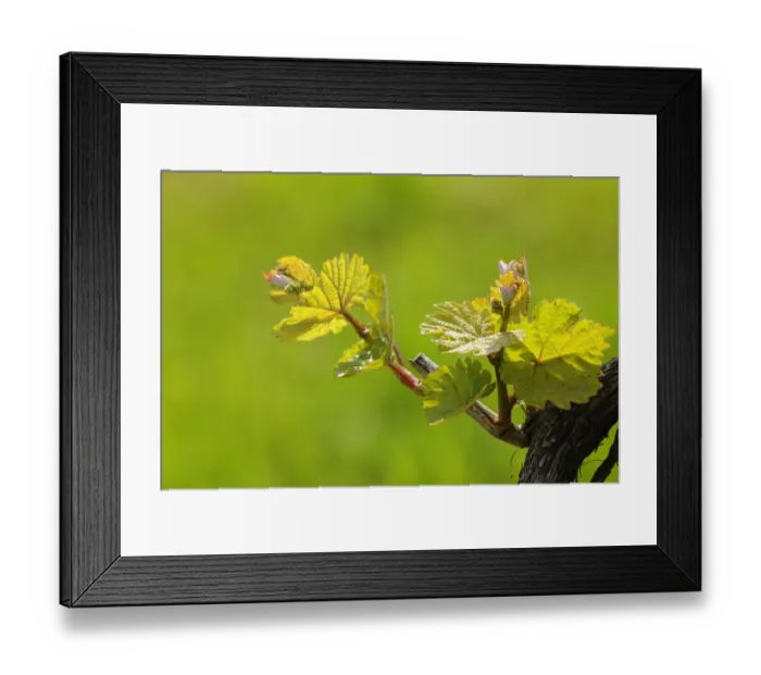 Framed Print : Vine shoots in spring Framed Print : Vine shoots in spring