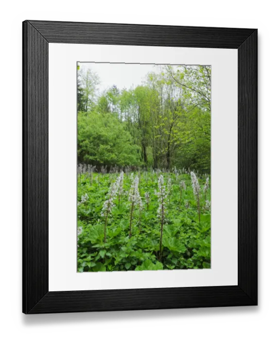 Framed Print : Common Butterbur (Petasites hybridus) in a swamp, Baden-Wuerttemberg, Germany, Europe