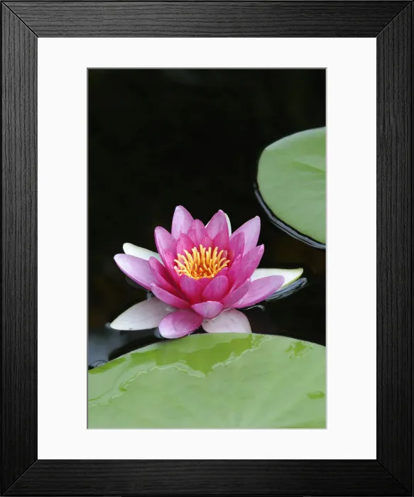 Framed Print : Water Lily (Nymphaea) Framed Print : Water Lily (Nymphaea)