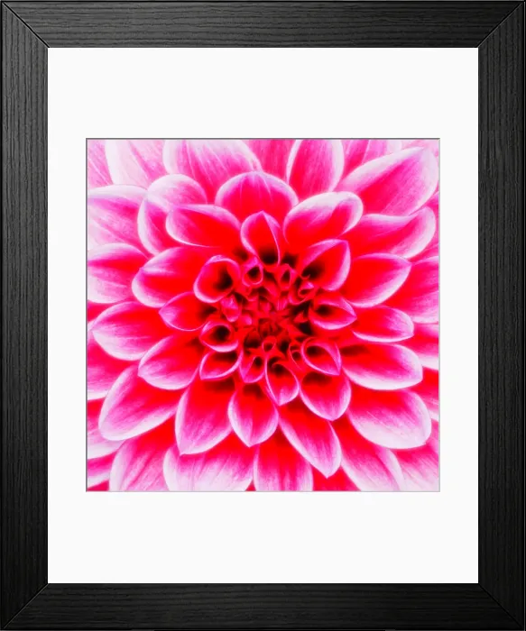 Framed Print : Dahlia Maxim (Dahlia), flower, close-up
