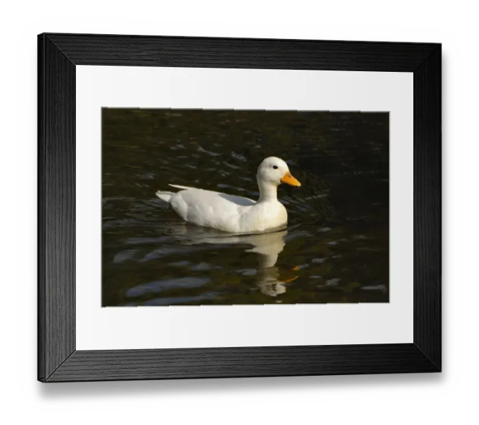 Framed Print : Duck Framed Print : Duck