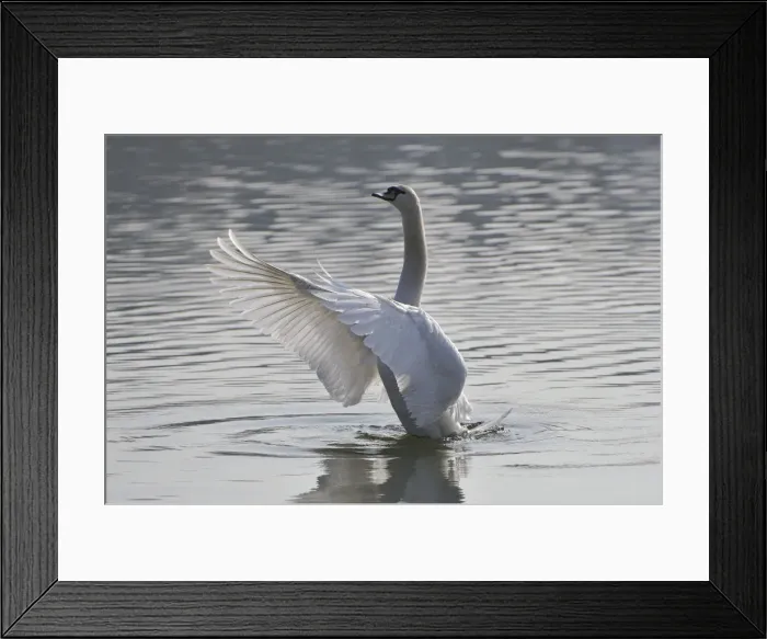 Framed Print : Mute Swan (Cygnus olor) Framed Print : Mute Swan (Cygnus olor)