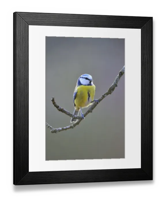 Framed Print : Blue Tit (Parus caeruleus) Framed Print : Blue Tit (Parus caeruleus)