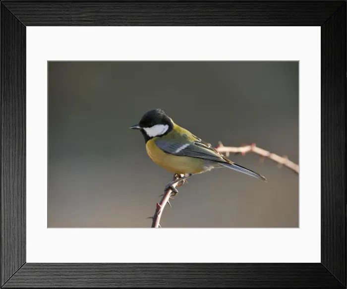 Framed Print : Great Tit (Parus major) Framed Print : Great Tit (Parus major)
