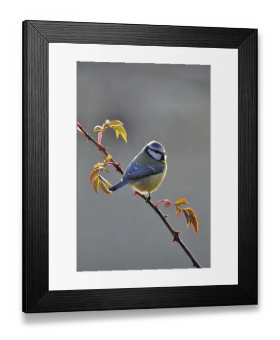 Framed Print : Blue Tit (Parus caeruleus) Framed Print : Blue Tit (Parus caeruleus)