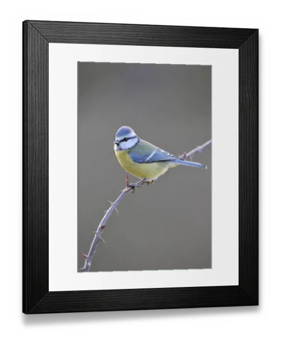 Framed Print : Blue Tit (Parus caeruleus) Framed Print : Blue Tit (Parus caeruleus)