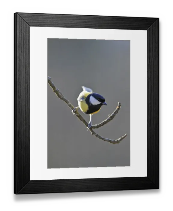 Framed Print : Great Tit (Parus major) Framed Print : Great Tit (Parus major)
