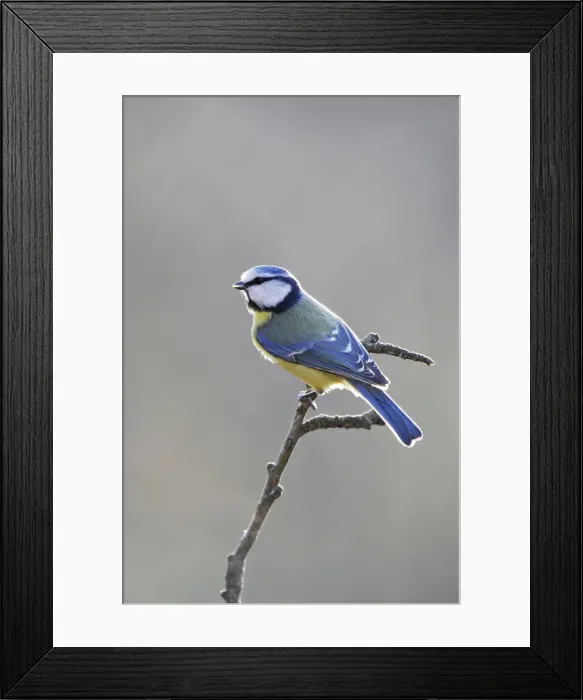 Framed Print : Blue Tit (Parus caeruleus) Framed Print : Blue Tit (Parus caeruleus)