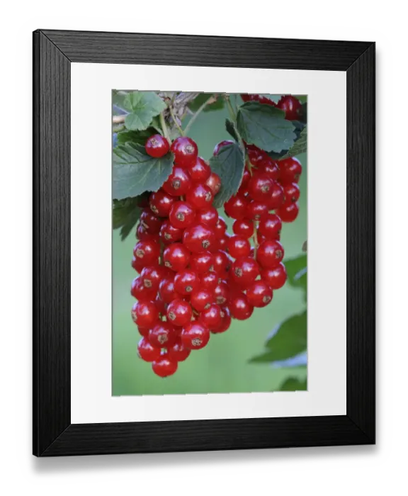 Framed Print : Red currants (Ribes rubrum)