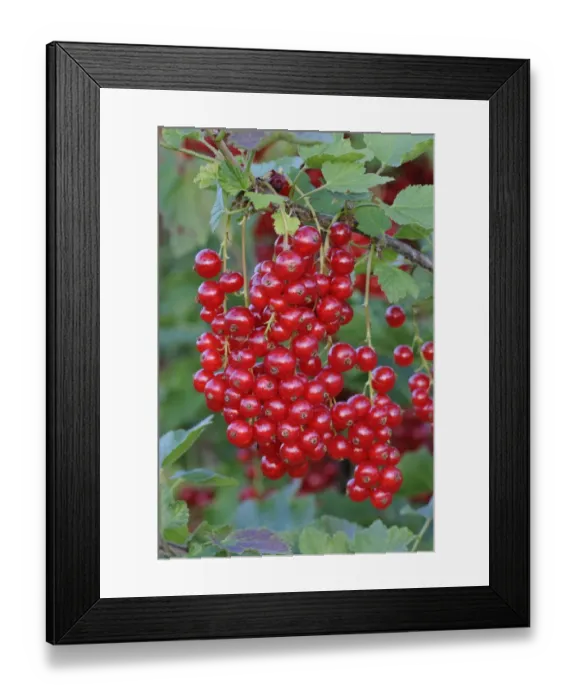 Framed Print : Red currants (Ribes rubrum) Framed Print : Red currants (Ribes rubrum)