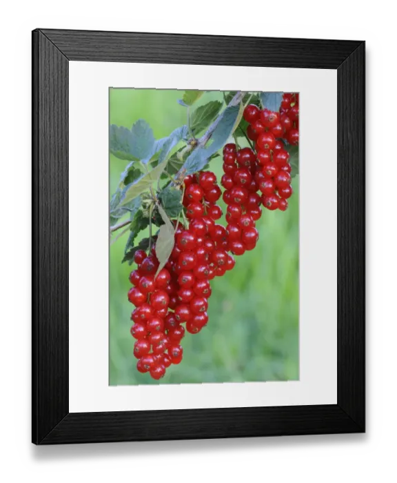 Framed Print : Red currants (Ribes rubrum) Framed Print : Red currants (Ribes rubrum)