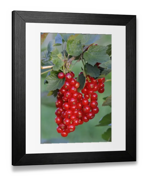 Framed Print : Red currants (Ribes rubrum) Framed Print : Red currants (Ribes rubrum)