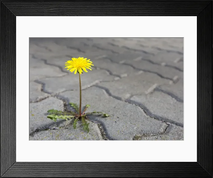 Framed Print : Dandelion growing between paving stones