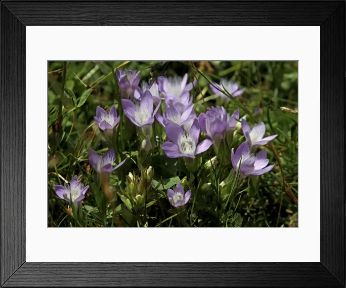 Framed Print : Spring Pasque or Spring Pasque Flower (Pulsatilla Vernalis), Hohe Tauern National Park, Austria, Europe Framed Print : Spring Pasque or Spring Pasque Flower (Pulsatilla Vernalis), Hohe Tauern National Park, Austria, Europe