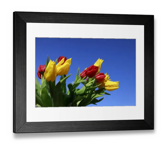 Framed Print : Bouquet of tulips in spring Framed Print : Bouquet of tulips in spring