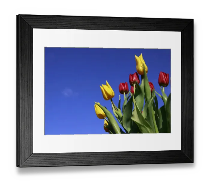 Framed Print : Bouquet of tulips in spring Framed Print : Bouquet of tulips in spring