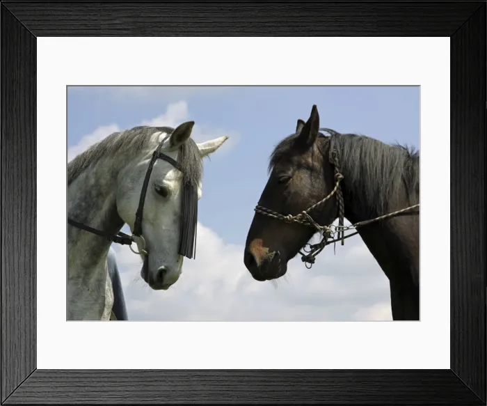 Framed Print : Two horses, portrait Framed Print : Two horses, portrait