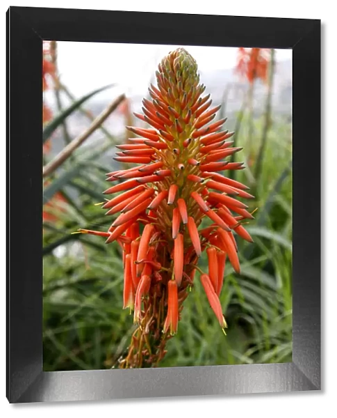 Aloe Vera flower, Madeira, Portugal, Europe