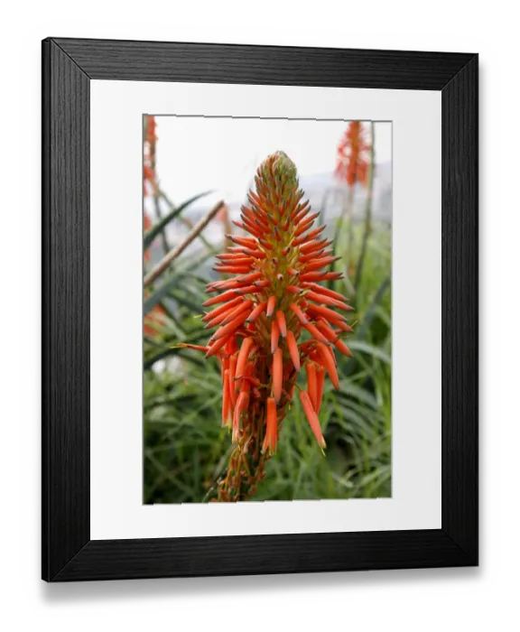 Framed Print : Aloe Vera flower, Madeira, Portugal, Europe Framed Print : Aloe Vera flower, Madeira, Portugal, Europe
