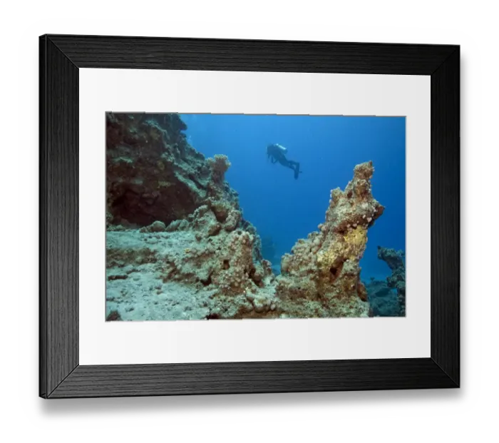 Framed Print : Scuba diver at a reef, Marsa Alam, Egypt, Red Sea, Africa Framed Print : Scuba diver at a reef, Marsa Alam, Egypt, Red Sea, Africa