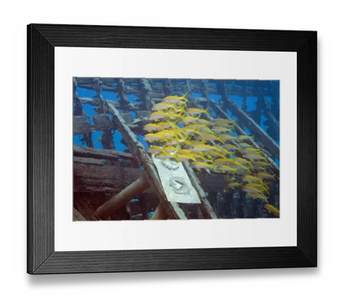 Framed Print : Yellowfin Goatfish (Mulloidichthys vanicolensis), Marsa Alam, Egypt, Africa Framed Print : Yellowfin Goatfish (Mulloidichthys vanicolensis), Marsa Alam, Egypt, Africa