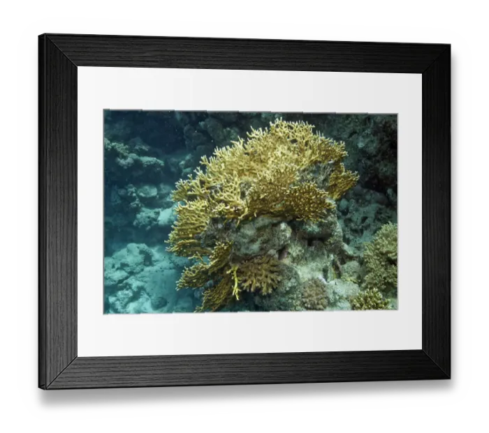 Framed Print : Corals in the Red Sea, Egypt, Africa Framed Print : Corals in the Red Sea, Egypt, Africa