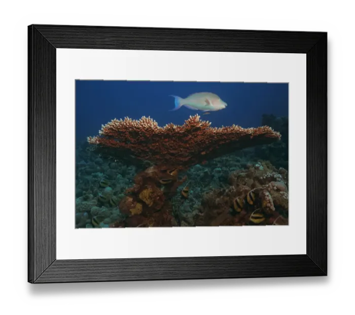 Framed Print : Pacific Longnose Parrotfish swimming over Giant Table Coral (Acropora Hyacinthus), Marsa Alam, Red Sea, Egypt, Africa Framed Print : Pacific Longnose Parrotfish swimming over Giant Table Coral (Acropora Hyacinthus), Marsa Alam, Red Sea, Egypt, Africa