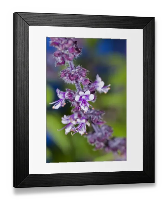Framed Print : Ararat-Basil (Ocimum basilicum), violet flowers Framed Print : Ararat-Basil (Ocimum basilicum), violet flowers