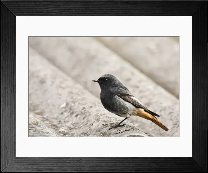 Framed Print : Male European Black Redstart (Phoenicurus ochruros gibraltariensis) Framed Print : Male European Black Redstart (Phoenicurus ochruros gibraltariensis)