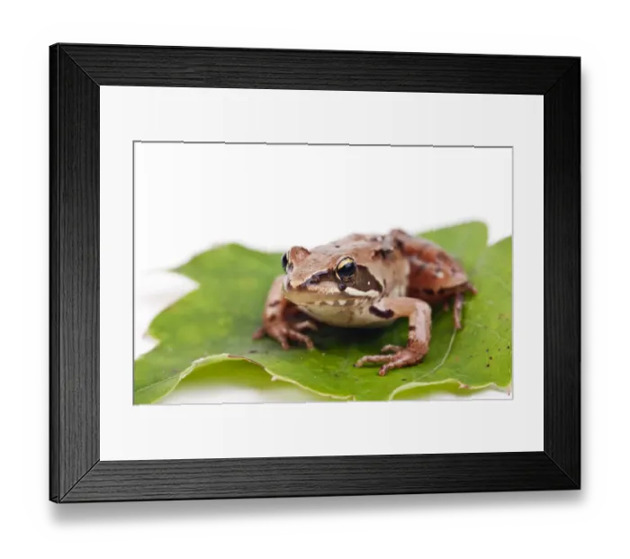 Framed Print : European Common Brown Frog (Rana temporaria)