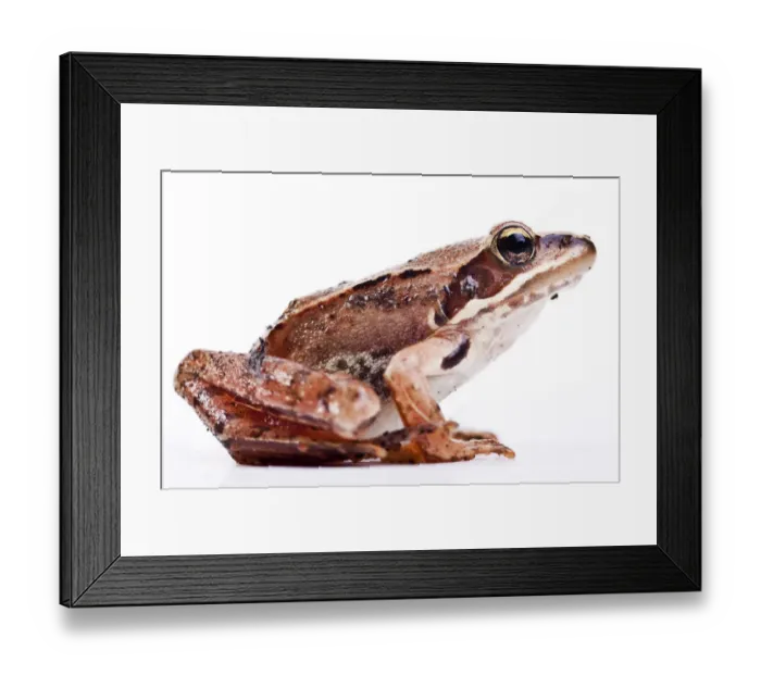 Framed Print : European Common Brown Frog (Rana temporaria) Framed Print : European Common Brown Frog (Rana temporaria)
