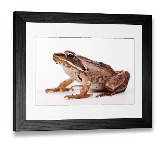 Framed Print : European Common Brown Frog (Rana temporaria) Framed Print : European Common Brown Frog (Rana temporaria)
