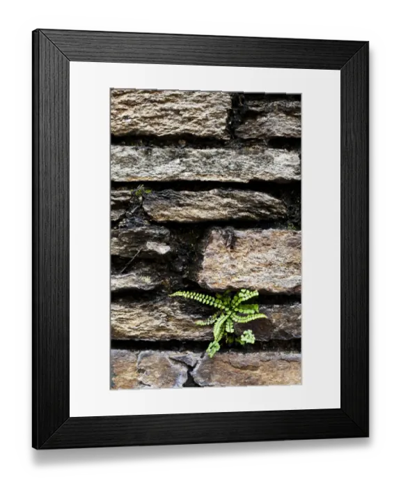 Framed Print : Fern growing on a stonewall Framed Print : Fern growing on a stonewall