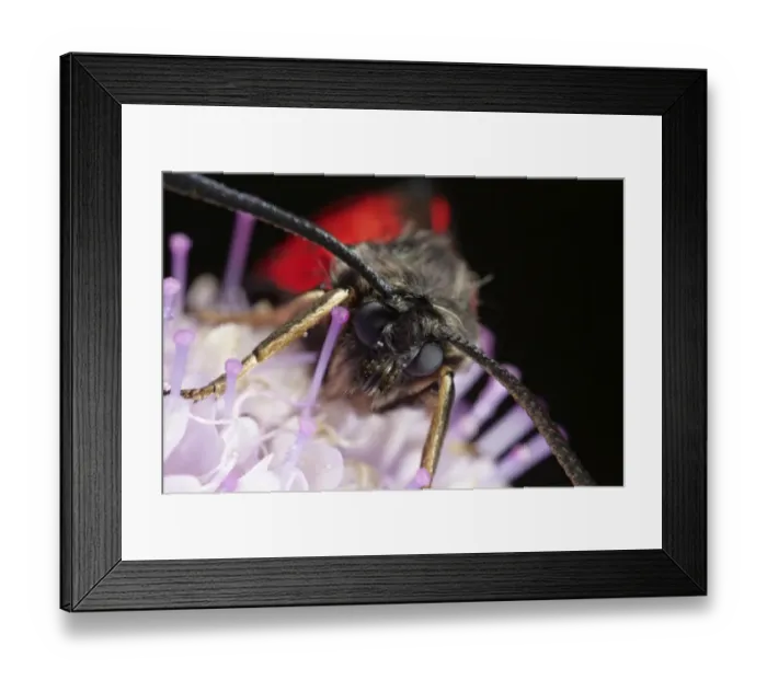 Framed Print : Six-spot Burnet (Zygaena filipendulae), macro Framed Print : Six-spot Burnet (Zygaena filipendulae), macro