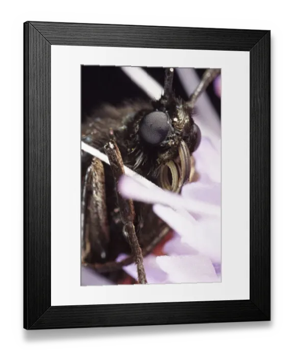 Framed Print : Six-spot Burnet (Zygaena filipendulae), macro Framed Print : Six-spot Burnet (Zygaena filipendulae), macro