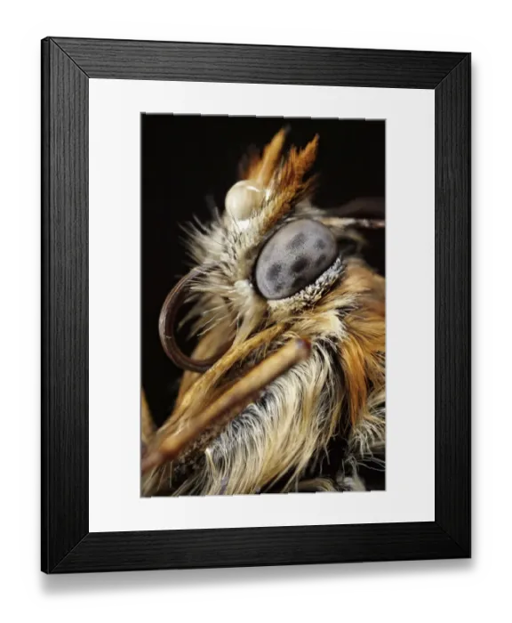 Framed Print : Fritillary (Melitaeini) with rain drop, macro Framed Print : Fritillary (Melitaeini) with rain drop, macro
