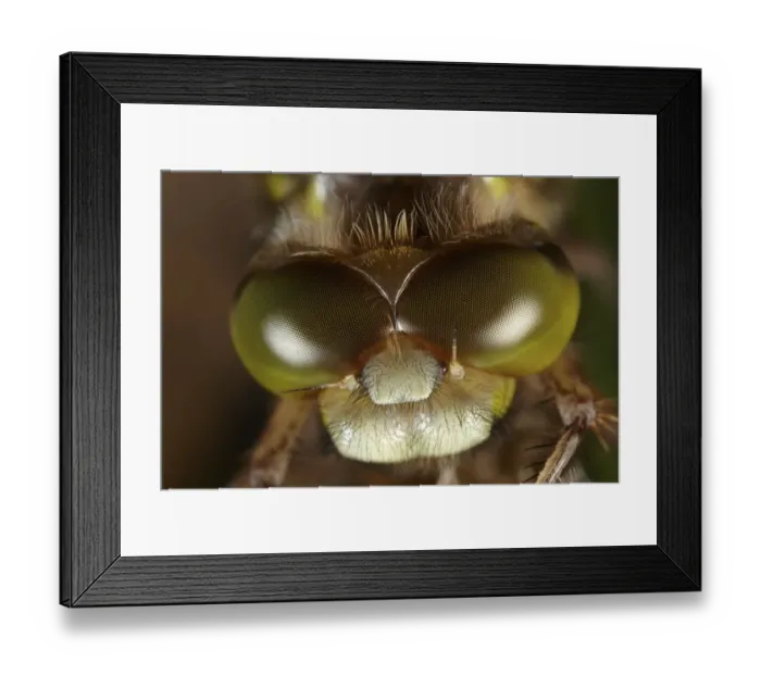 Framed Print : Four-spotted Chaser or Four-spotted Skimmer (Libellula quadrimaculata) drying, macro Framed Print : Four-spotted Chaser or Four-spotted Skimmer (Libellula quadrimaculata) drying, macro